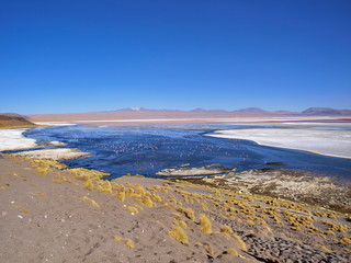 altiplano bolivia