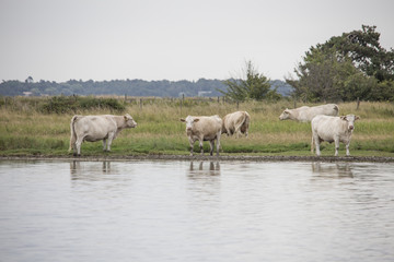 Obraz na płótnie Canvas cows by the pond
