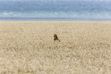 deer in grain