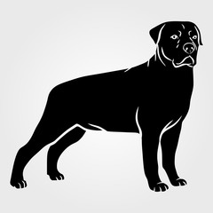 Dog Rottweiler icon isolated on white background.