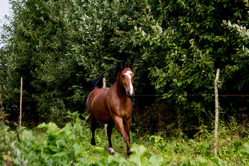 Bay arabian mare galloping at the pasture