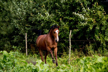 Bay arabian mare galloping at the pasture