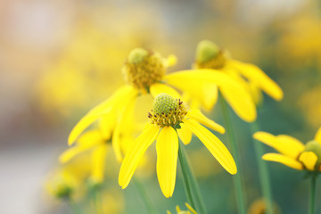 Japanese sunflower or Nitobe chrysanthemum.
