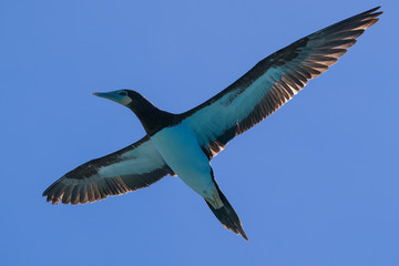 Brown Boobies, Lacepede Islands
