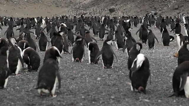A large flock of penguins on the slopes of the rocks. Andreev.