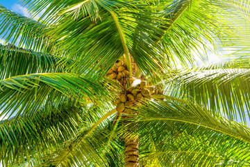 Bottom view of palm trees with coconut  branches