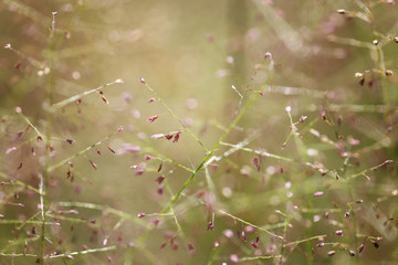Grass nature background in the morning of soft focus photo.
