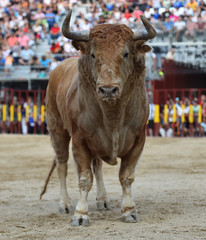 bull