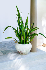 Tropical plant sansevieria trifasciata, also known as "Mother-in-law's tongue" or the snake plant,  in a round pot at home doorsteps