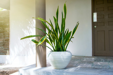 Tropical plant sansevieria trifasciata, also known as "Mother-in-law's tongue" or the snake plant,  in a round pot at home doorsteps