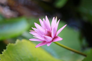 purple lotus in the pool.