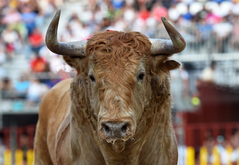 bull
