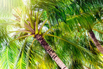 Close up image of palm tree with the coconuts on a branch
