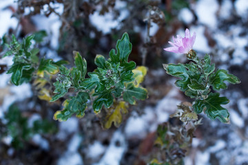Frozen flowers in an icy crust