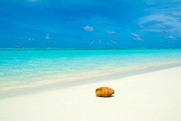 Fototapeta na wymiar Yellow large coconut near water of ocean on the sandy beach