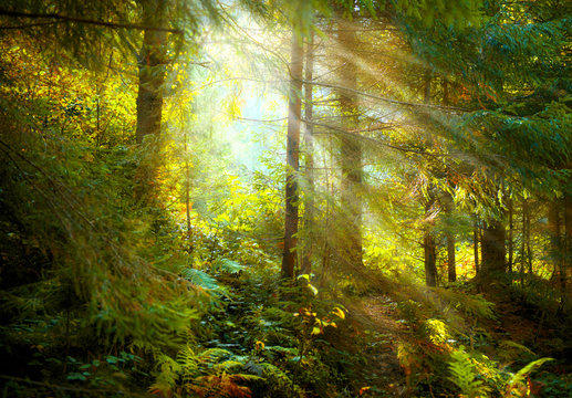 Fototapeta Autumn scene. Misty old forest with sun rays, shadows and fog