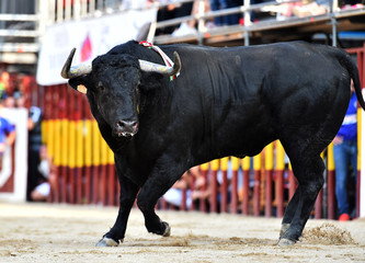 bull
