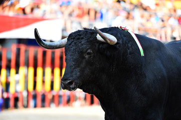 bull
