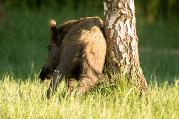 wild boar at a campsite