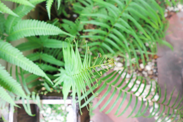 fern plant in the garden
