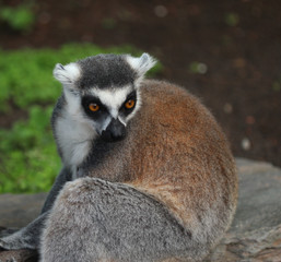 Ring tailed lemur