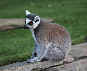 Ring tailed lemur