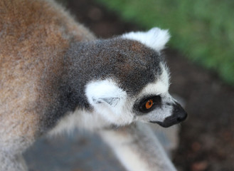Ring tailed lemur