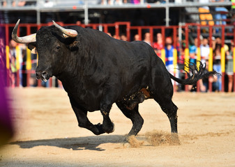 toro