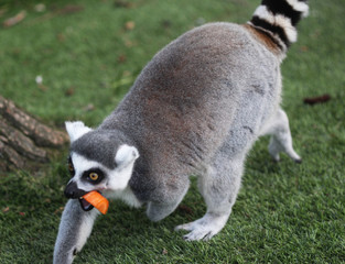 Ring tailed lemur