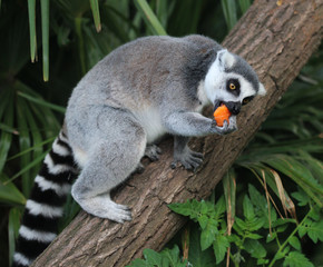 Ring tailed lemur