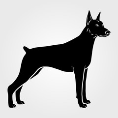 Dog Doberman Pinscher icon isolated on white background.
