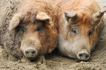 Fototapeta premium two Mangalica in the mud