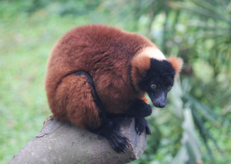 Fototapeta premium Red ruffed lemur (Varecia rubra)