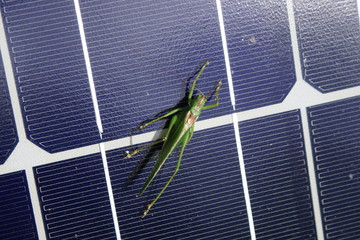Grasshopper warming itself on a solar module