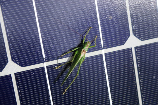 Grasshopper warming itself on a solar module