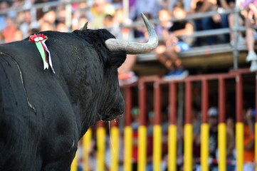 toro