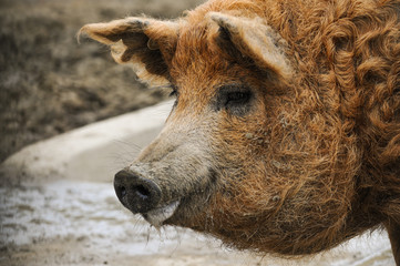 Mangalica pig