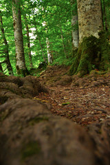 Forest dirt path