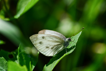 White butterfly sitting on a green grass