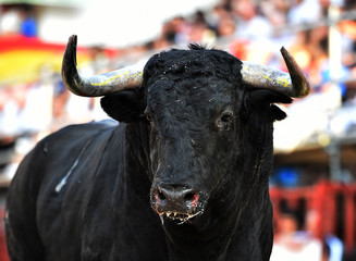 toro