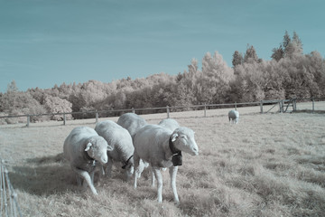 Infrared Sheep