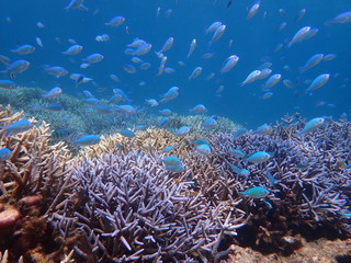 沖縄宮古島、大神島付近の天然枝珊瑚礁とデバスズメダイの群れ