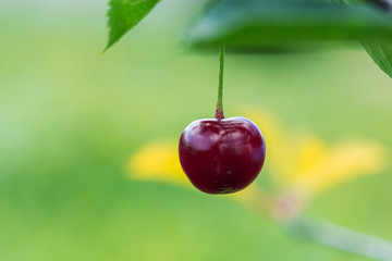 Ripe cherry berry on a tree