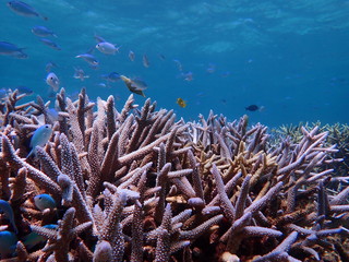 沖縄宮古島、大神島付近の天然枝珊瑚礁とデバスズメダイの群れ