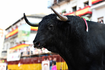 toro