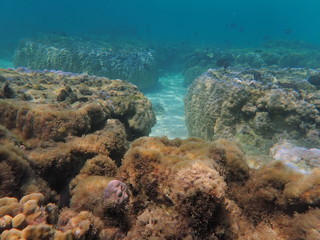 Fototapeta na wymiar 宮古島の海中の景色、珍しい形の岩や石に驚き
