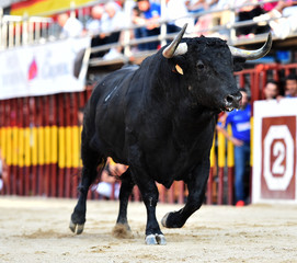 toro