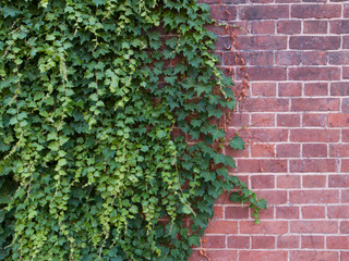 古いレンガの壁と緑が鮮やかな蔦の葉