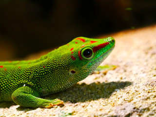 Lézard