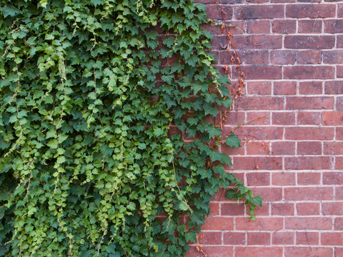古いレンガの壁と緑が鮮やかな蔦の葉 © camel-and-monkey